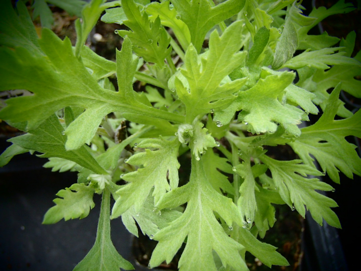 8492 / Artemisia capillaris