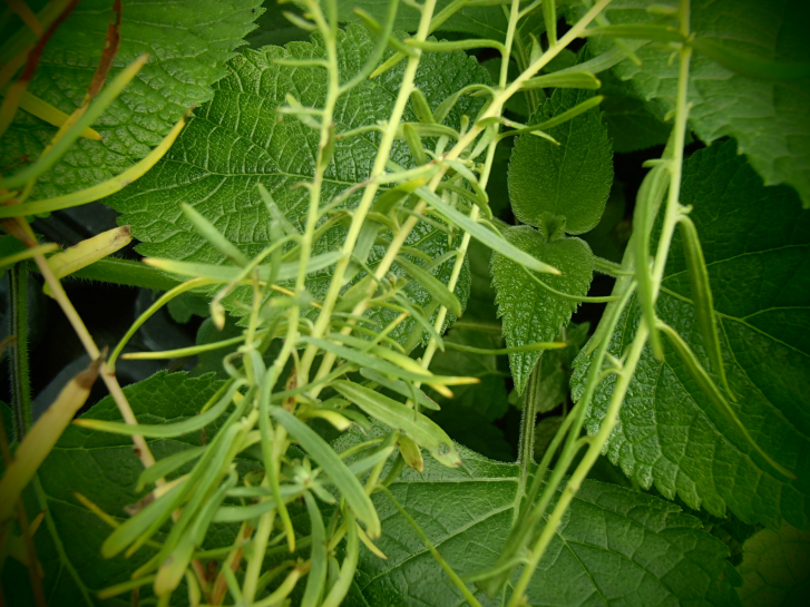 8509 / Artemisia dracunculus