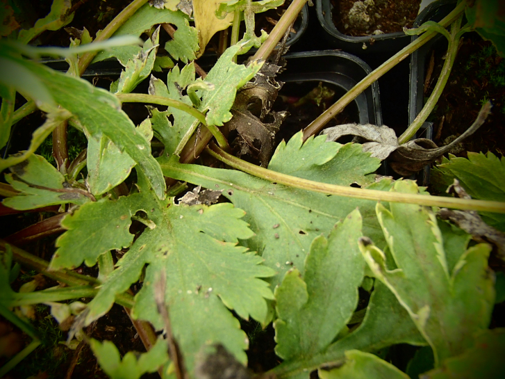 8526 / Artemisia lactiflora 'Elfenbein'