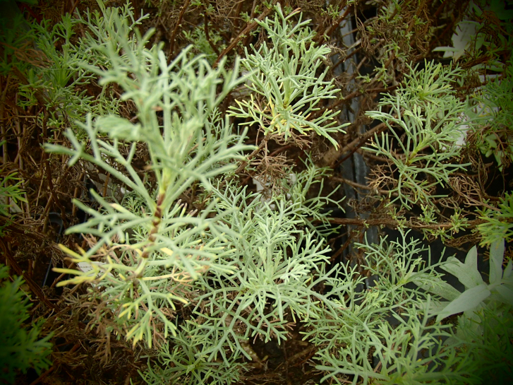 8549 / Artemisia molinieri