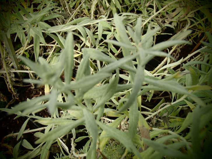 8551 / Artemisia ludoviciana 'Valerie Finnis' (A. mexicana)