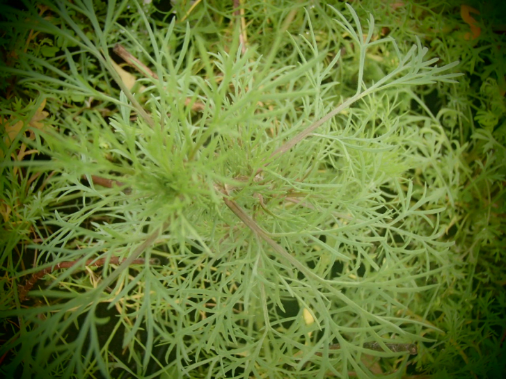 8559 / Artemisia scoparia
