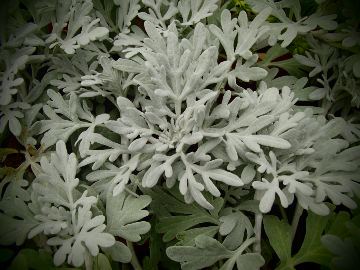 8561 / Artemisia stelleriana