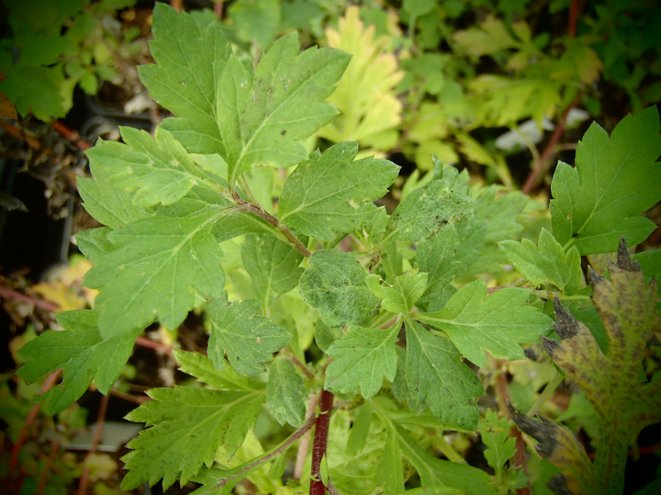 8579 / Artemisia vulgaris