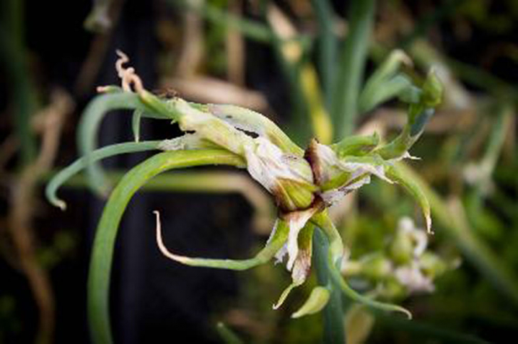 7702 / Allium x proliferum