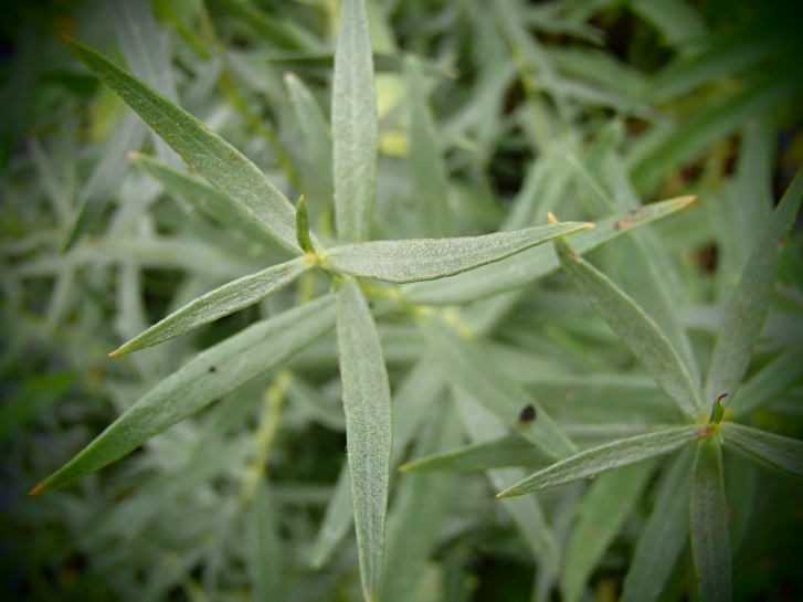 8509-1 / Artemisia dracunculus 'Tolergon'