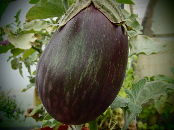 23983 / Solanum melongena' Black Beauty'