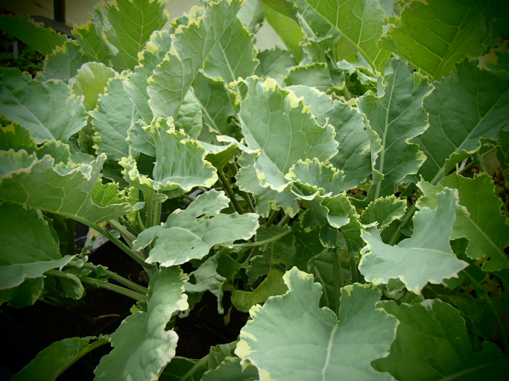10100 / Brassica oleracea var. acephala