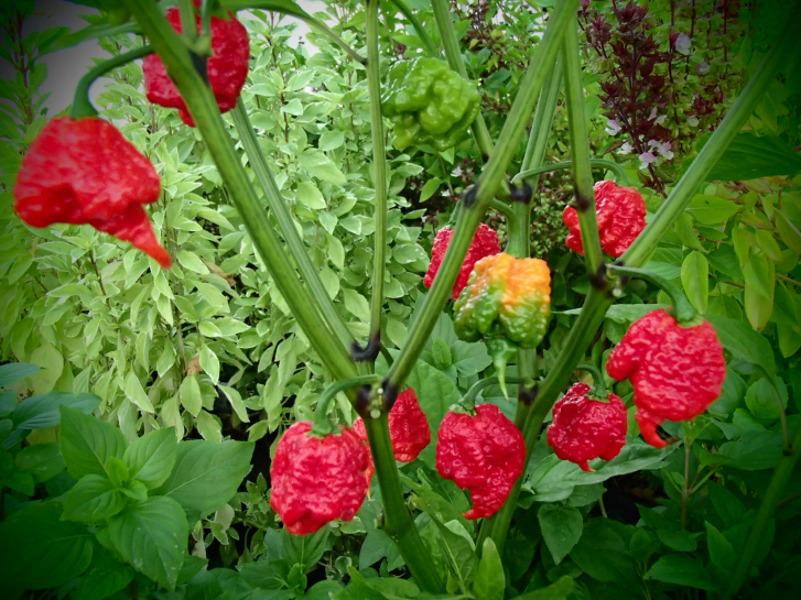P3044 / Carolina Reaper
