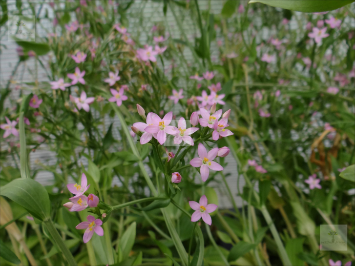 10516 / Centaurium erythraea