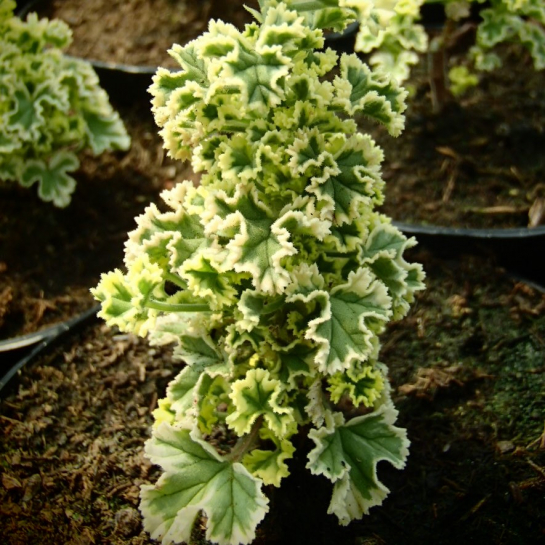 G228 / Pelargonium crispum 'Variegatum'