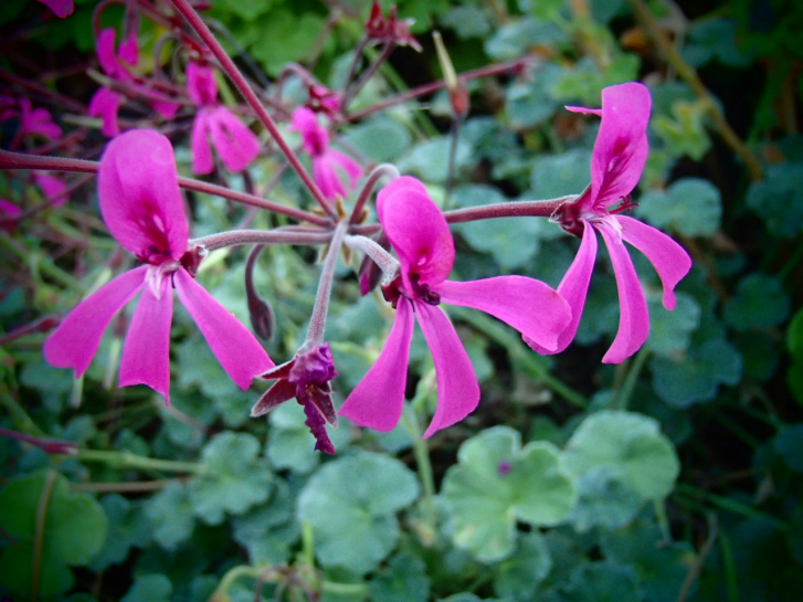 G273-3 / Pelargonium sidoides var. sidaefolium