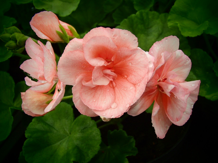 G299-2 / Pelargonium Janet Hoffmann