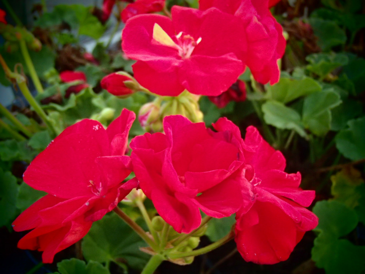 G313-2 / Pelargonium Victor