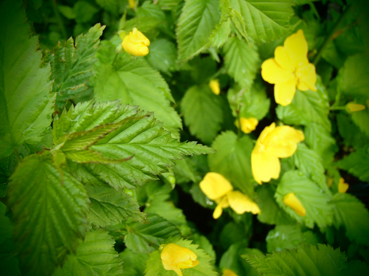 16600 / Kerria japonica 'Golden Guinea'