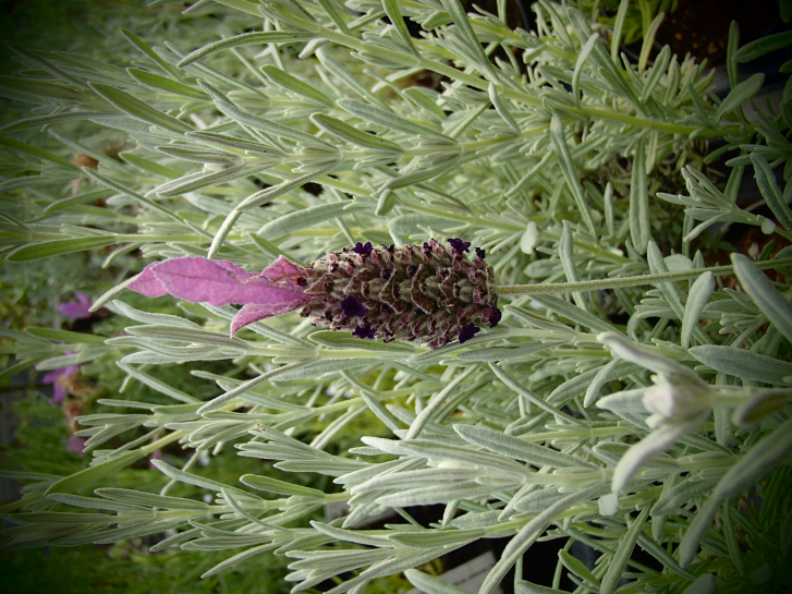 LA173 / Lavendula stoechas 'Anouschka'