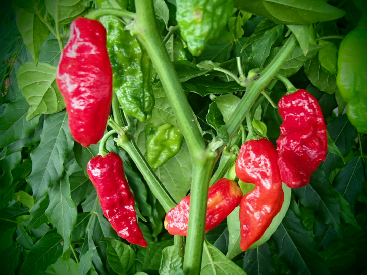 P3206 / Naga Morich