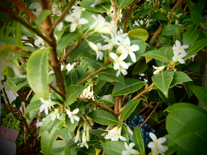 20400 / Osmanthus burkwoodii