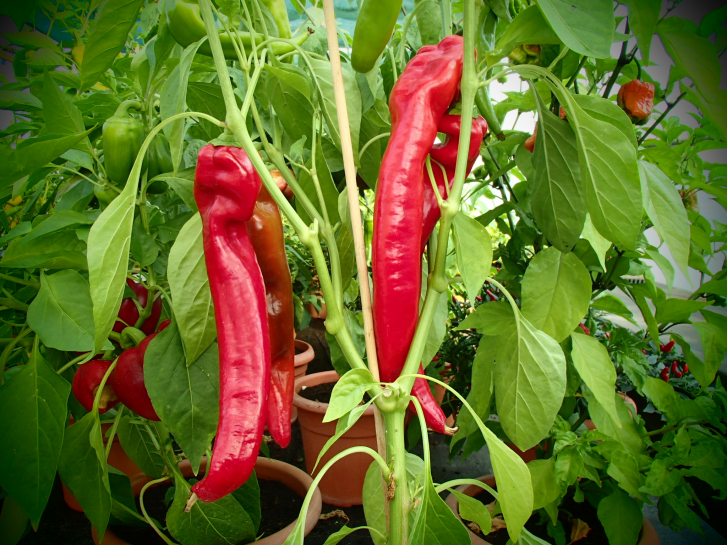 P3081 / Rotes Ziegenhorn
