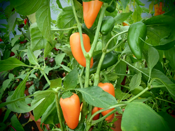 Preview: P3120 / Hamik