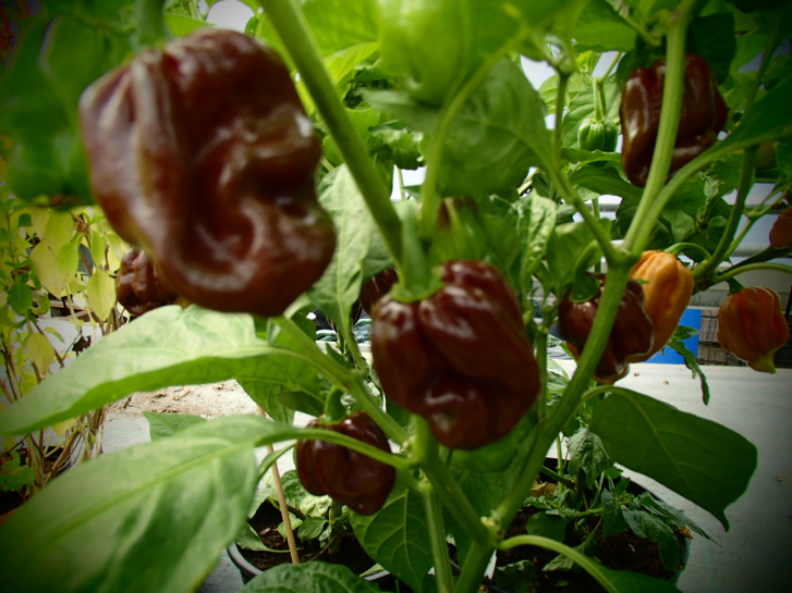 P3126 / Habanero Chocolata