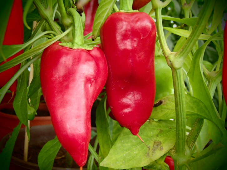 P3309 / Türkischer Gewürzpaprika
