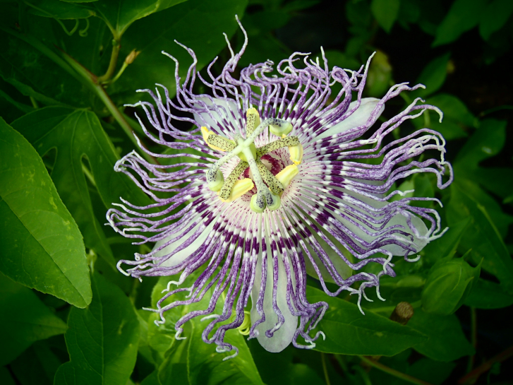 Preview: 21155 / Passiflora incarnata