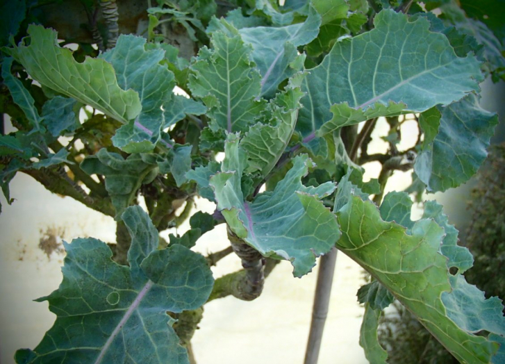 10101 / Brassica species - Ewigerkohl