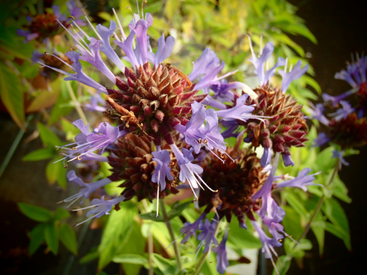 S049-2 / Salvia clevelandii