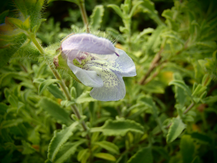 S033 / Salvia africana-caerulea