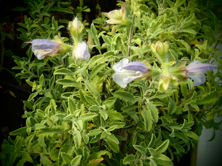 S033 / Salvia africana-caerulea