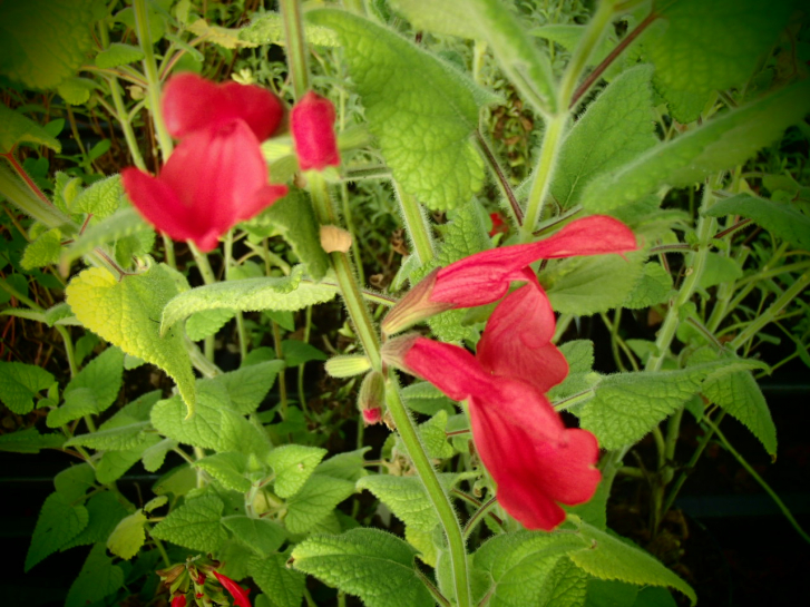 S053-2 / Salvia darcyi