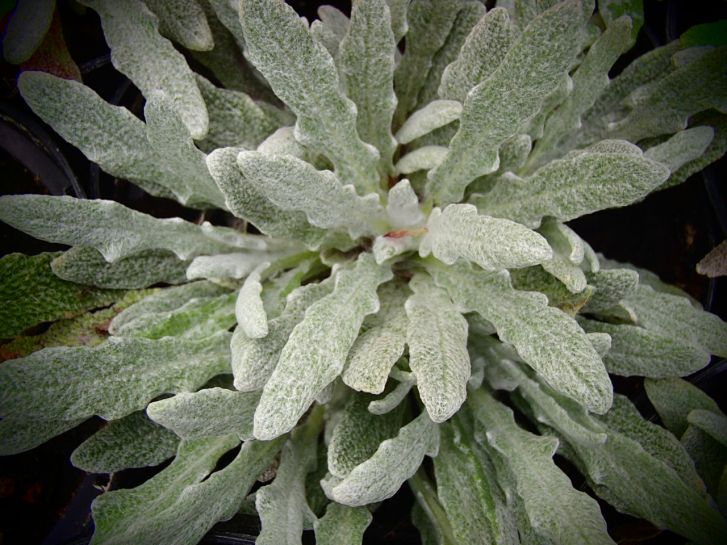 S053-5 / Salvia daghestanica
