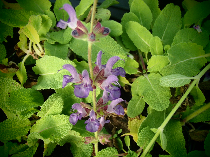 S058-2 / Salvia dumentorum