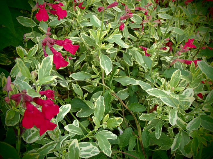 S065 / Salvia greggii 'Variegata'