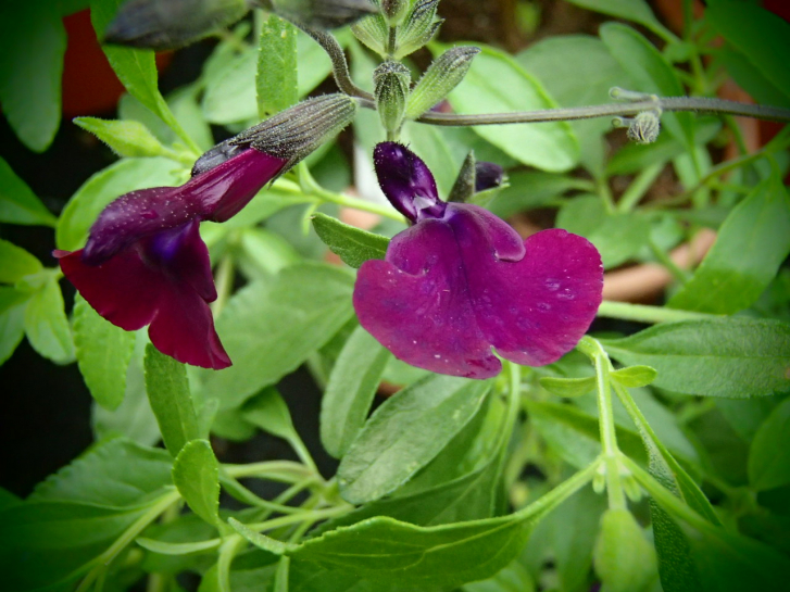 S066-3 / Salvia greggii 'Nachtvlinder'