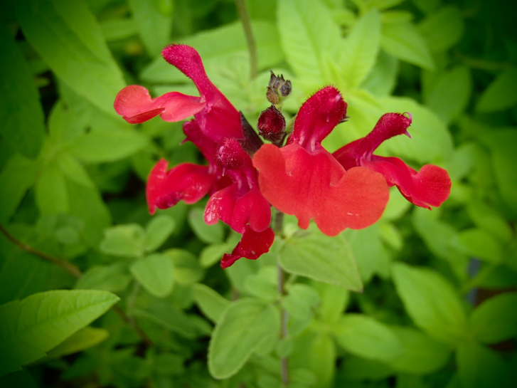 S066-4 / Salvia greggii 'Royal Bumble'