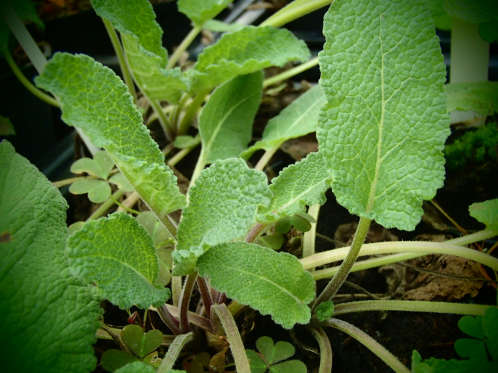 S069-3 / Salvia hierosolymitana