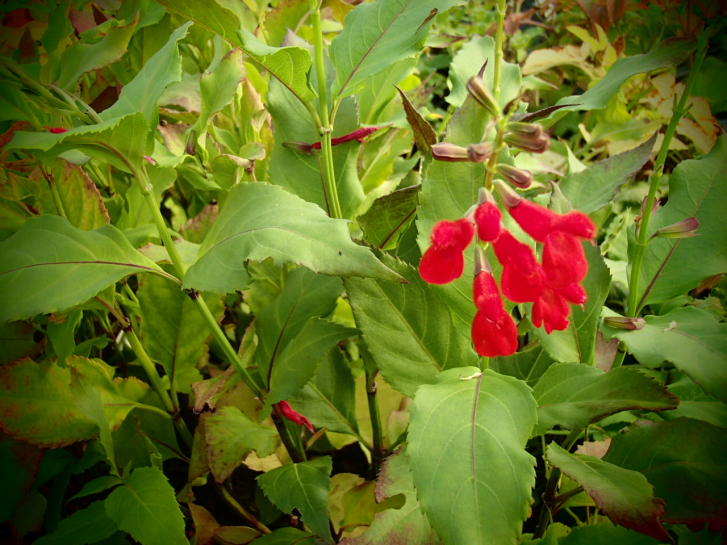 S080-5 / Salvia miniata
