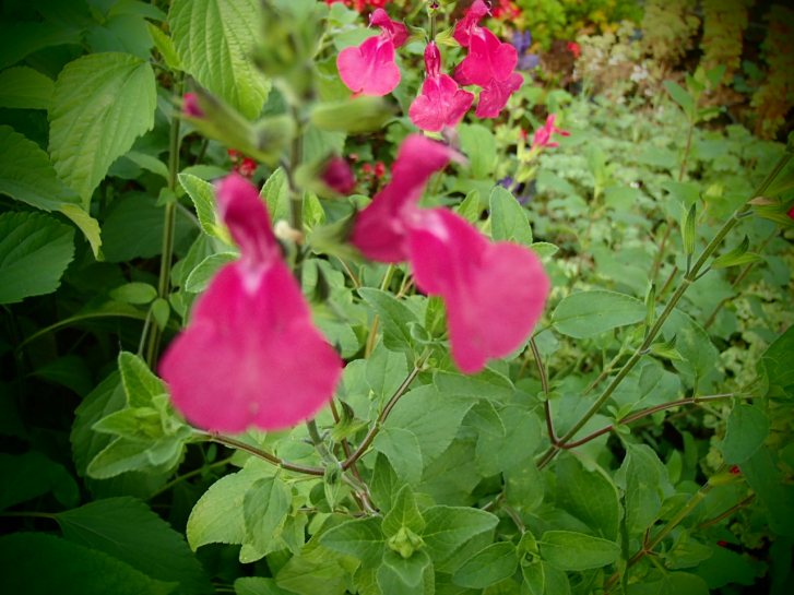 S080 / Salvia microphylla syn. Salvia grahamii