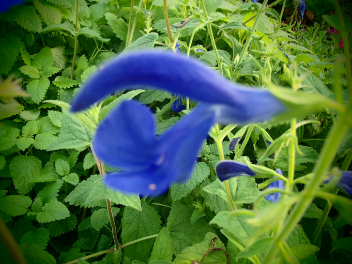 S103-1 / Salvia patens 'Royal Blue'