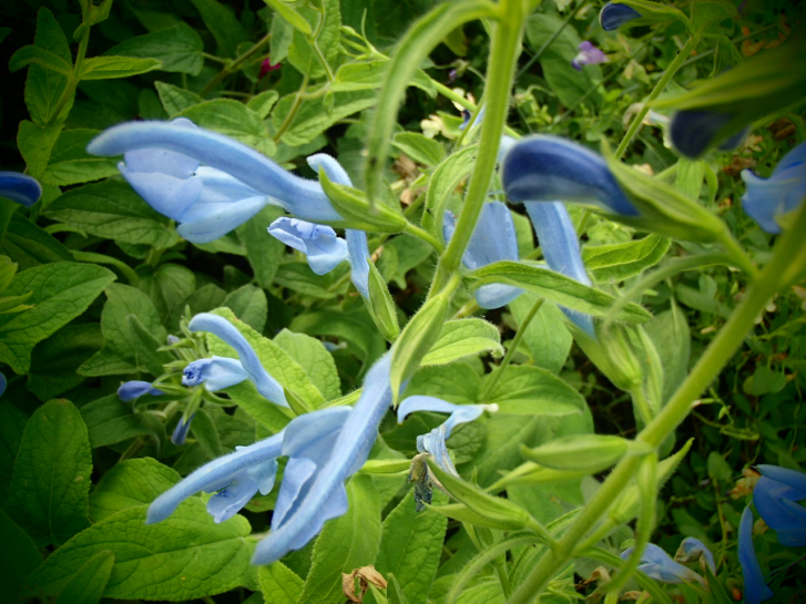 S103 / Salvia patens 'Cambridge Blue'