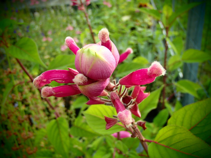 S106 / Salvia puberula
