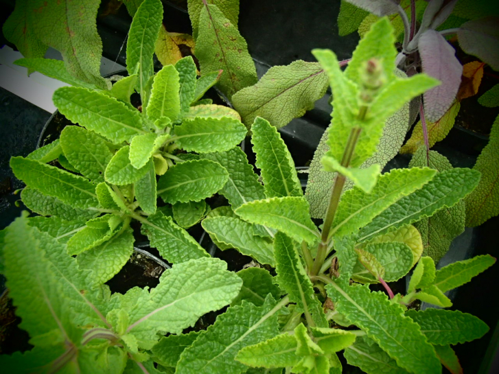 S108 / Salvia repens