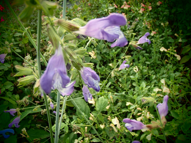 S109 / Salvia ringens