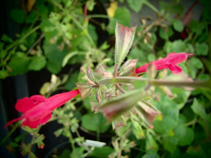 S110-1 / Salvia roemeriana