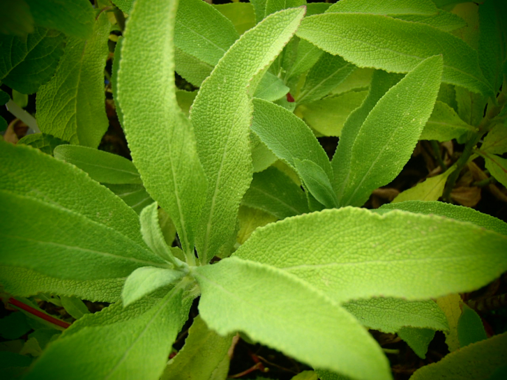 S116 / Salvia somalensis