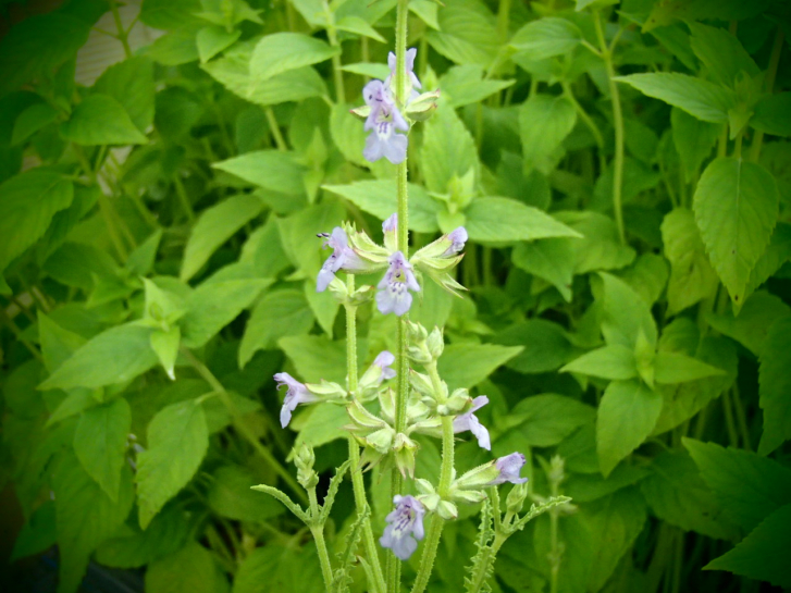 S118-1 / Salvia stenophylla