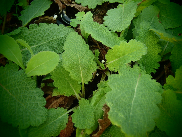 S118 / Salvia staminea syn. Salvia transcaucasica
