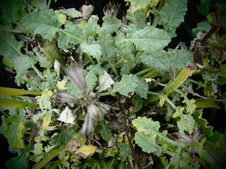S120 / Salvia taraxacifolia